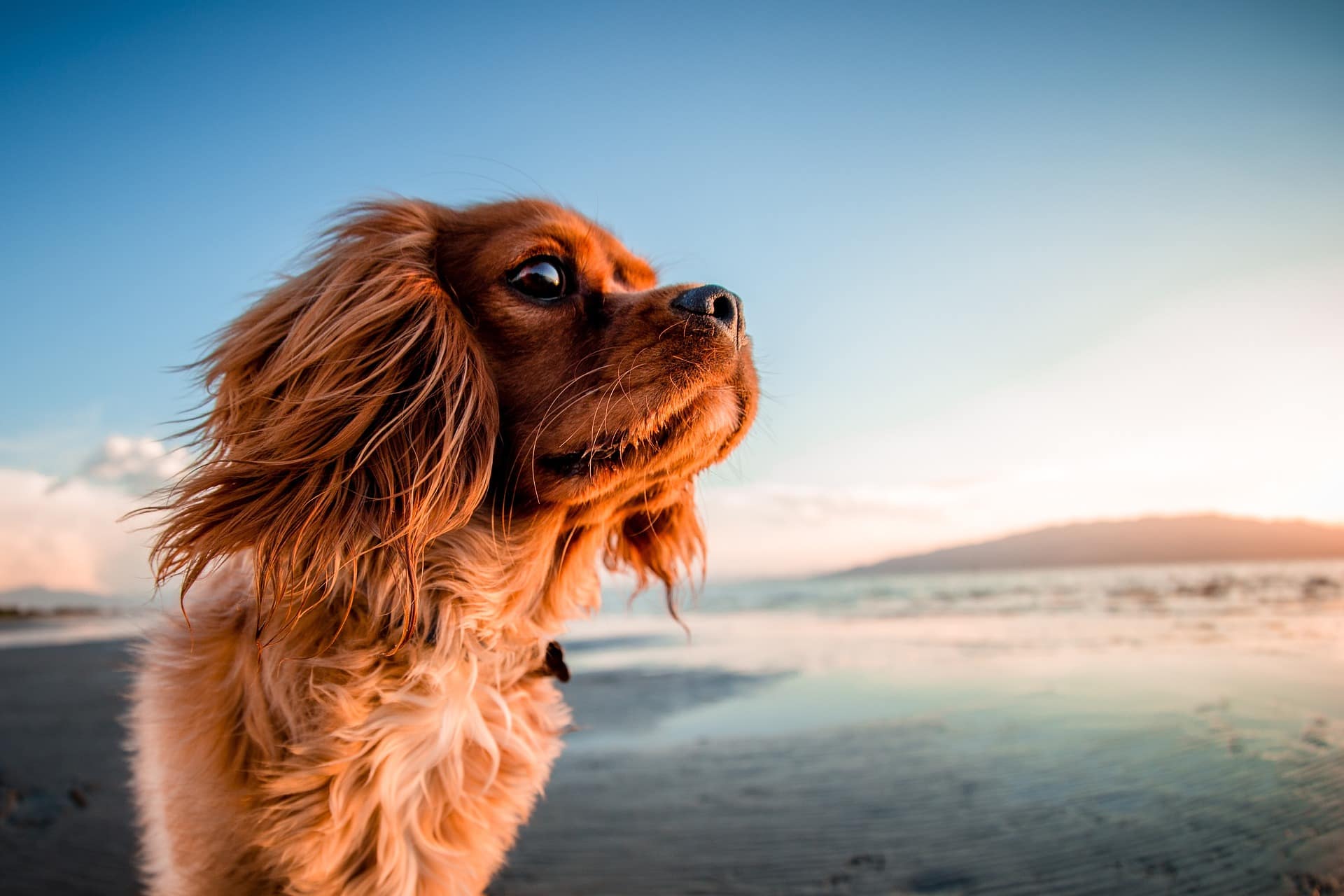 Pet Dermatology Virginia Beach Coastal Virginia Veterinary Dermatology