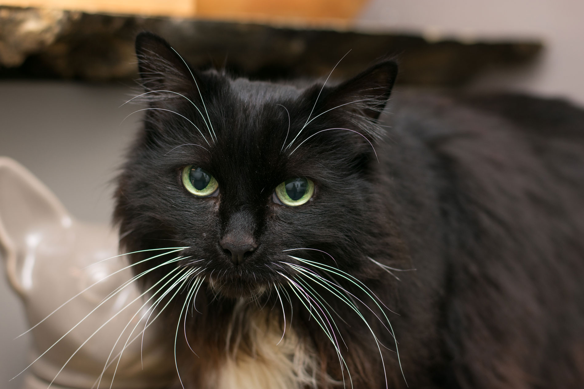 Veterinary Dermatology Referral Coastal Virginia Veterinary Dermatology