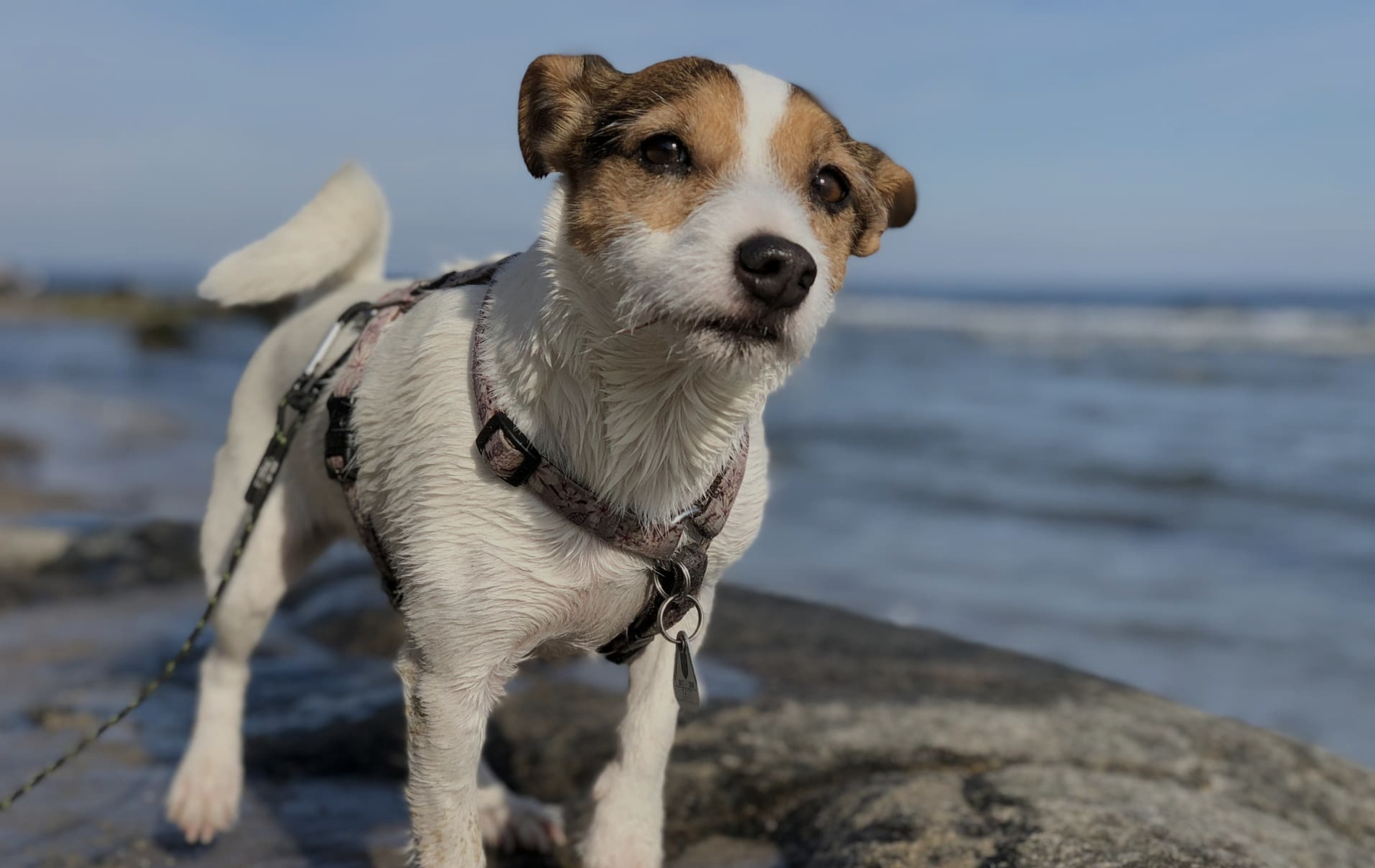 to the Coastal Virginia Veterinary Dermatology Blog